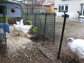 Chickens and a turkey in a Toronto backyard on April 10, 2015. (Veronica Henri/Toronto Sun)