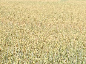 Crops all over Vulcan County are suffering from the extreme heat and wind weather conditions. Here, malt barley near Vulcan shows the effects.