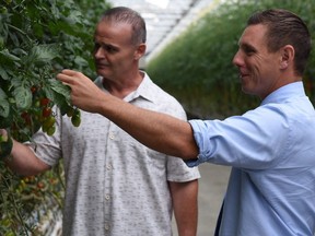 Cecelia Acres owner Chip Stockwell (left) looks at tomatoes in his Kingsville, Ont., greenhouse with Ontario PC Leader Patrick Brown on Monday, July 10, 2017. (SUBMITTED/PHOTO)
