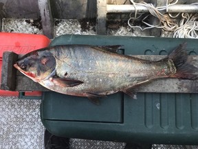 This June 22, 2017, file photo provided by the Illinois Department of Natural Resources shows a silver carp that was caught in the Illinois Waterway below T.J. O'Brien Lock and Dam, approximately nine miles away from Lake Michigan. (Illinois Department of Natural Resources via AP, File)
