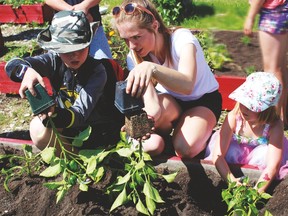 Peppers, tomatoes and pumpkins were all donated by vendors at the Drayton Valley Evergreen Farmers’ Market for members of the market’s Kids’ Club to plant in the community gardens in front of the municipal library.