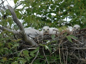 Nestlings of the threatened ferruginous hawk species have been attacked on multiple occasions by raccoons and owls which could be a cause of their declining population.