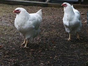 City councillors in Toronto are pushing for chickens to be allowed in backyards in certain areas of the city. (VERONICA HENRI/TORONTO SUN)