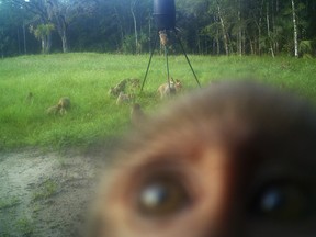 In this July 3, 2017 photo provided by Brian Pritchard, a band of non-native rhesus macaques are seen on Pritchard's property in Ocala, Fla. Officials have closed two walking areas at nearby Silver Springs State Park because of unwanted monkey interactions with park guests. An observation deck and a boardwalk are off-limits because the primates have essentially taken over. (Brian Pritchard via AP)