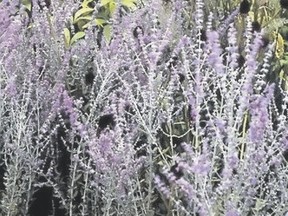 Russian Sage is treasured for its long summer bloom. (Postmedia News file photo)