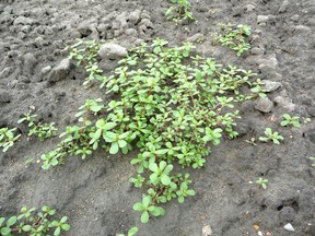 Most Sarnians well recognize purslane, a weed that just refuses to be eliminated from gardens and the like. But gardening specialist John DeGroot, who while growing considered purslane to be the “worst of all weeds”, reports it is now considered to be the new superfood because of the vitamins and nutrition it packs. (John DeGroot photo)