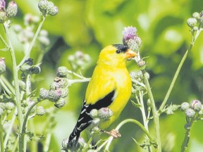 The male American goldfinch is a brilliant bird in the summer sun. This species is one of the last to nest. They delay their breeding activity until the summer because they rely on late-blooming plants with fibrous seeds such as thistles and milkweed to feed their young. (PAUL NICOLSON, Special to Postmedia News)