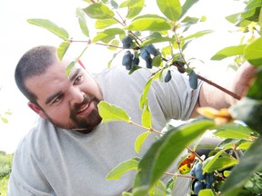 Justin Filion checks out his Haskap berries at Valley Orchard  in Chelmsford, Ont. on Thursday July 13, 2017. Gino Donato/Sudbury Star/Postmedia Network