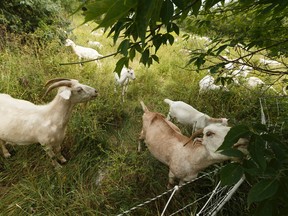 Goats eat noxious weeds in Rundle Park as part of the GoatWorks project through the City of Edmonton and Baah’d Plant Management in Edmonton on Saturday, July 15, 2017. Ian Kucerak / Postmedia