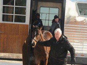 Trainer Robert Tiller leads a horse off the van as the horses ship in to Woodbine Racetrack for spring training in anticipation of the 2015 thoroughbred meet set to commence on Saturday April 11, 2015. (WEG/Michael Burns photo)