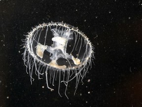 Native to the Yangtze River in China, freshwater jellyfish were found in Georgian Bay in the 1950s and are starting to turn up in Lake Erie.