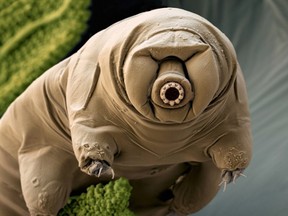 Tardigrade, aka “Water bear,” in moss. (American Museum of Natural History/photo)