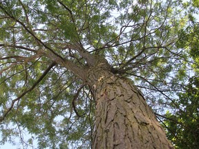 An ash tree in Aberdeen Park that was scheduled to be removed by the City of Kingston. (Steph Crosier/The Whig-Standard)