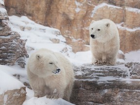 (Left to right) Newly-named male polar bear cubs York and Eli are shown at Winnipeg's Assiniboine Park Zoo in a handout photo. The zoo says York refers to York Factory First Nation, which has traditional lands that include important polar bear denning habitats. Eli is in honour of an elder from the First Nation that lived and hunted in the area between the Nelson and Hayes Rivers. It was announced on Sunday, July 16, 2017 that Eli had passed away. THE CANADIAN PRESS/HO-Assiniboine Zoo