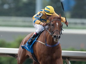 Pink Lloyd, under regular rider Eurico Da Silva, made it four big wins in a row in claiming yesterday’s $140,000 Grade 3 Vigil Stakes at Woodbine. Michael Burns Photography