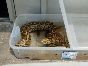 One of the snakes abandoned outside a pet store in Newmarket. (@yrp)