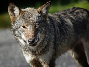 Many people travelling Highway 637 in the Killarney area lately have encountered this wolf, which seems much less timid than a typical timber wolf. The animal has approached cars, and people have also been seen feeding the wolf. (James Hodgins/For The Sudbury Star)