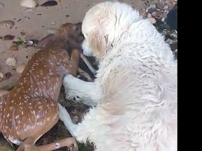 Storm nudges the fawn he swam out to save from drowning. (YouTube screen grab)