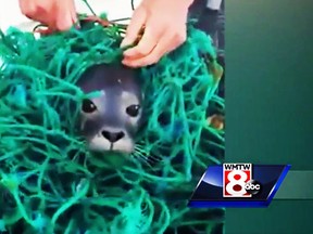 A pair of loberstermen freed this baby seal along the coast of Maine. (WMTW-TV)