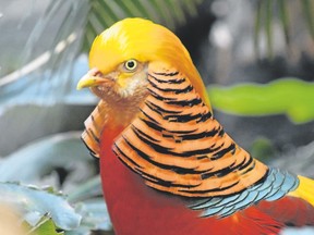 Golden pheasants are among the most visually striking birds in the world. Since they are native to China, they are also known as Chinese pheasants. (MATT DUVER/SPECIAL TO POSTMEDIA NEWS)