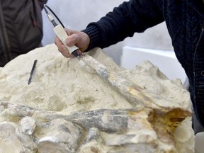 A paleontologist works to discover a unique fossil mandible of a 90 million-year-old large marine reptile found recently in a troglodyte private cave, on May 4, 2017 at the natural sciences museum in Angers, western France. (LOIC VENANCE/AFP/Getty Images)