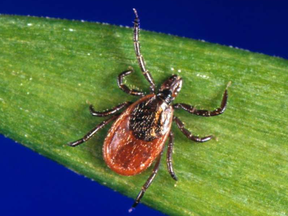 This photo provided by the U.S. Centers for Disease Control and Prevention shows a blacklegged tick — also known as a deer tick. JAMES GATHANY / AP