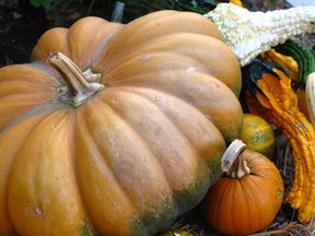 Pumpkins and squash are companion plants that can be grown together in Halloween Gardens. Grouping makes it easier to gather them for display or the table. (Photo by Dean Fosdick/via AP)