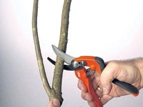 Pruners should be wiped down after use with a hand sanitizer to remove all gunk and kill off any bacteria. (Postmedia NeWs file photo)