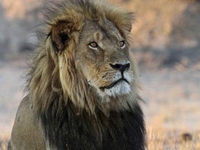 In this Nov. 20, 2013 photo, Cecil the Lion rests near Kennedy One Water Point in Hwange National Park, Zimbabwe. (AP Photo/Sean Herbert, File)