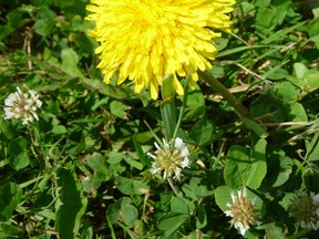The dandelion is loathed by most homeowners, but gardening expert John DeGroot says the weed actually has some benefits, including its ability to help improve soil quality. It has also in recent years become known for its nutritional value. (John DeGroot photo)