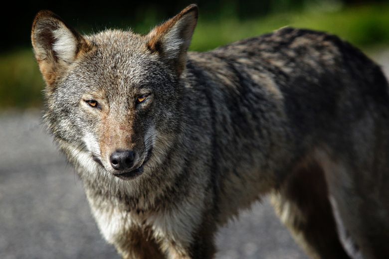 Dont Feed Wolf Wildlife Advocate Sudbury Star