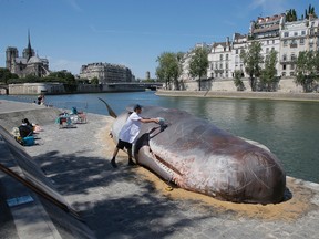 Tim Van Noten a member of a Belgian artists' collective pours water on a real-looking, life-size whale sculpture is displayed along the Seine River in Paris, France, Friday, July 21, 2017. A Belgian artists' collective installed a very real-looking, life-size whale sculpture alongside the Seine River on Friday, eliciting surprise and concern from tourists and Parisians alike. (AP Photo/Michel Euler)
