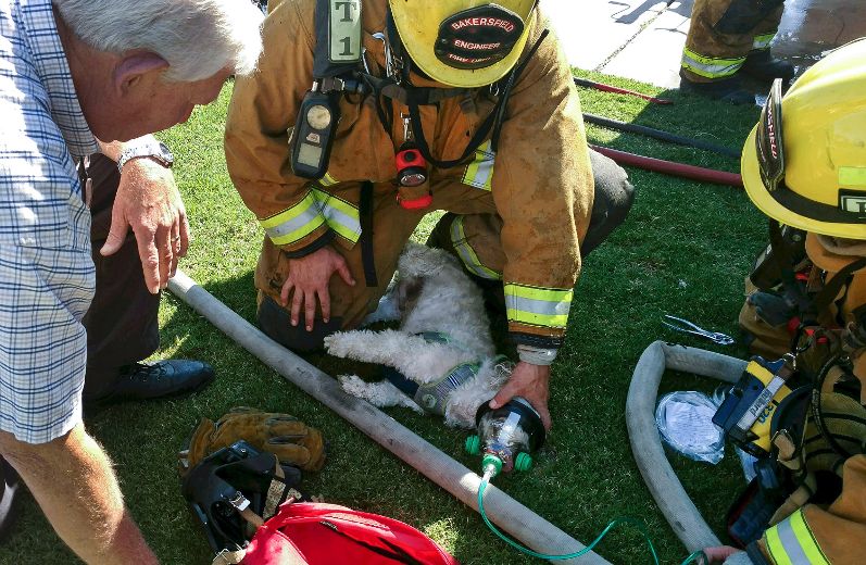 Firefighters Bring Nearly Dead Dog Back To Life | Toronto Sun