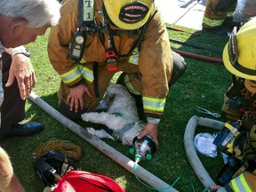 This photo provided by Bakersfield Fire Department shows firefighters resuscitating a Shih Tzu dog, named “Jack,” after pulling him from a burning home, Friday, July 21, 2017, in Bakersfield, Calif. (John Frando/Bakersfield Fire Department via AP)