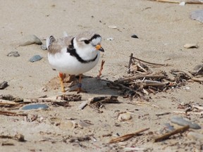 An adult piping plover at Sauble Beach in 2017. DENIS LANGLOIS/THE SUN TIMES