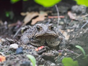 Outdoors photo toad