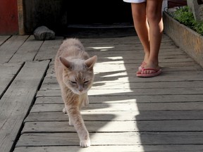 In a May 29, 2016 file photo, Stubbs, the honorary feline mayor of Talkeetna, Alaska, walks out of the West Rib Bar and Grill. Stubbs was found dead by his owners Friday, July 21, 2017, at the age of 20. (AP Photo/Mark Thiessen, File)