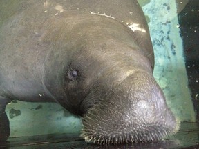 In this Wednesday, July 17, 2013, file photo, Snooty the manatee lifts her snout out of the water at the South Florida Museum in Bradenton, Fla. The South Florida Museum posted on Facebook, Sunday, July 23, 2017, that Snooty died in a heartbreaking accident. No other details were given about the cause of death, but the museum said they were devastated and that the circumstances are being investigated. Snooty, the longest living manatee in captivity, died one day after a huge party to celebrate his 69th birthday. (AP Photo/Tamara Lush, File)