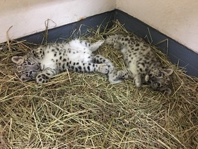 The Toronto Zoo's surviving snow leopard cubs (@TheTorontoZoo)