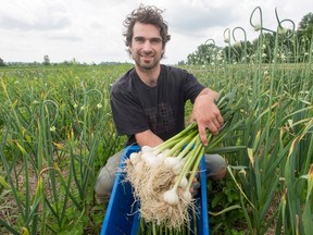 Garlic producer Frederic Theriault harvests some organic garlic at his co-operative farm Friday, July 21, 2017 in Les Cedres, Que. Fans of garlic say it has great health benefits, crosses cultures and even repels vampires, although maybe that's just the bad breath. Nevertheless, thousands of garlic-lovers flock every year to the farmers' market in Ste-Anne-de-Bellevue, about 30 minutes west of Montreal, for its annual festival devoted to the pungent, much-loved bulb. (THE CANADIAN PRESS/Ryan Remiorz)