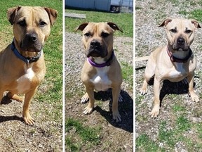 Three of 18 dogs seized in Chatham-Kent by investigators probing an alleged dog-fighting ring. The 18 pitbull-type dogs are being sent to a Florida sanctuary.