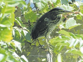 This green heron was fishing in a pond in the marsh habitat of the Lake St. Clair Metropark in Michigan. Green herons will sometimes use bait to attract fish, which they will then feed on. (photo by PAUL NICHOLSON/SPECIAL TO POSTMEDIA NEWS)