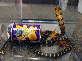 This undated photo provided by U.S. Fish and Wildlife shows a king cobra hidden in a potato chip can that was found in the mail in Los Angeles. Prosecutors say Customs and Border Protection officers found three live king cobra snakes while inspecting a package that was mailed from Hong Kong in March, 2017. Rodrigo Franco was charged Tuesday, July 25, 2017, with illegally importing merchandise. (U.S. Fish and Wildlife via AP)