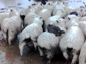 In this image made from July 22, 2017, video, two rabbits sit on the back of sheep as they avoid rising flood waters on a farm near Dunedin, New Zealand. Three wild rabbits managed to escape rising floodwaters in New Zealand by clambering aboard a flock of sheep and surfing to safety on their woolly backs. (Ferg Horn via AP)