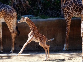 A female Masai baby giraffe born July 11, frolics in her inclosure during its public debut at the Los Angeles Zoo, Wednesday, July 26, 2017. (AP Photo/Richard Vogel)