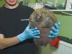 Zeppelin the hedgehog was treated for 'balloon syndrome' at a wildlife centre in Scotland this week. (Scotland SPCA)