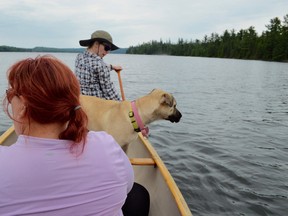 Boo, a young mastiff-shepherd, enjoys an outing to Mississagi Provincial Park for a weekend of camping, canoeing and hiking. She took to the boat and the lake like a star (but didn't care for the flies). Lynn Bulloch of Cambrian Communications and MCTV fame paddles in the bow, while Star writer Mary Katherine Keown supervises the pup and pumps water from the lake with a slightly clogged, bicep-building filter device. Boo checks for fish. (Jim Moodie/Sudbury Star)