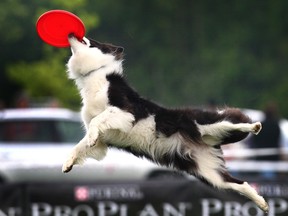 A dog catches a frisbee in a park.