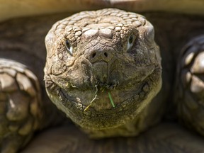 Cracked wrinkled face of African spurred tortoise.