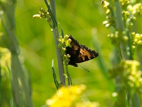 In this Tuesday, July 25, 2017 photo, one of the various types of butterflies that inhabit the Lower Carpenter Valley lands on a plant near Truckee, Calif. The wild Sierra Nevada meadow hidden from public view for more than a century is opening for tours after it was purchased by conservation groups. (AP Photo/Rich Pedroncelli)